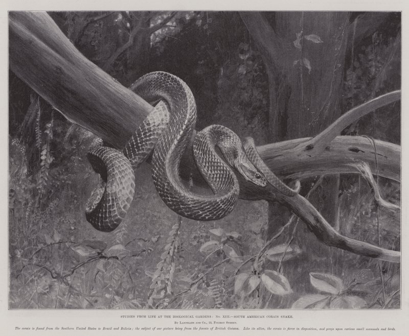 Estudos da Vida no Jardim Zoológico, Cobra Corais da América do Sul (litho) de English School