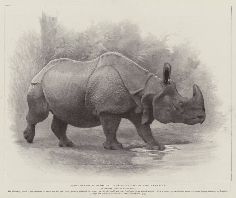 Estudos da Vida no Jardim Zoológico, o Grande Rinoceronte Indiano (litho) de English School