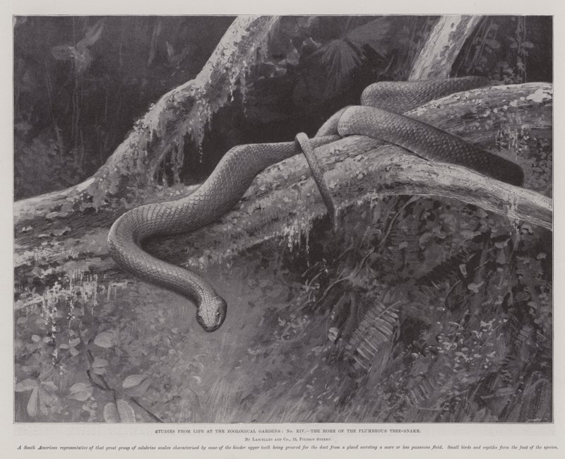 Estudos da Vida no Jardim Zoológico, a Casa da Serpente Ameixa (litho) de English School