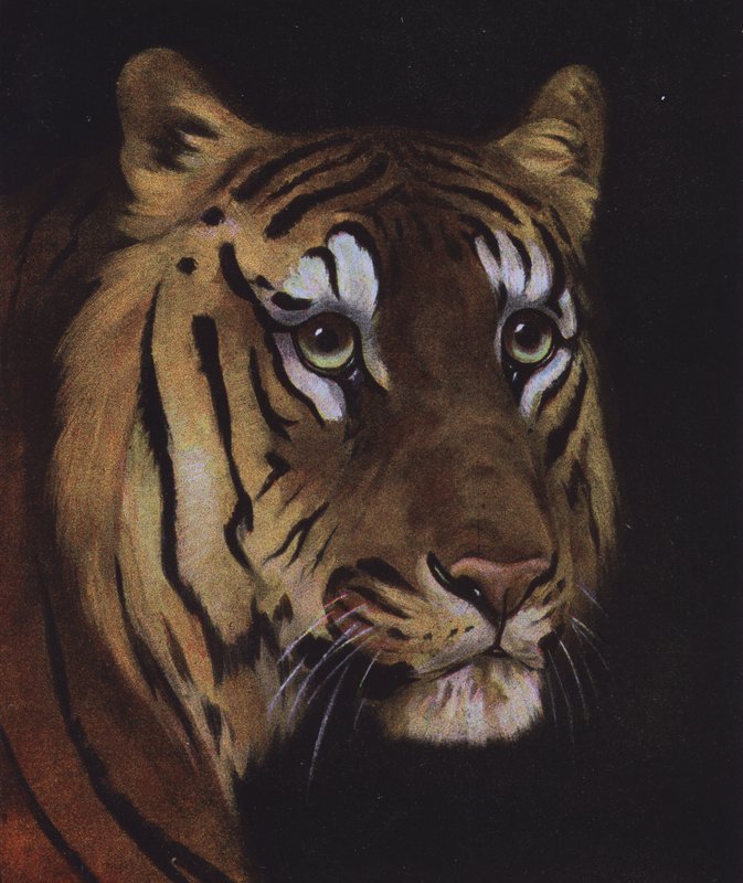 Estudo da cabeça de um tigre (cor litho) de English School