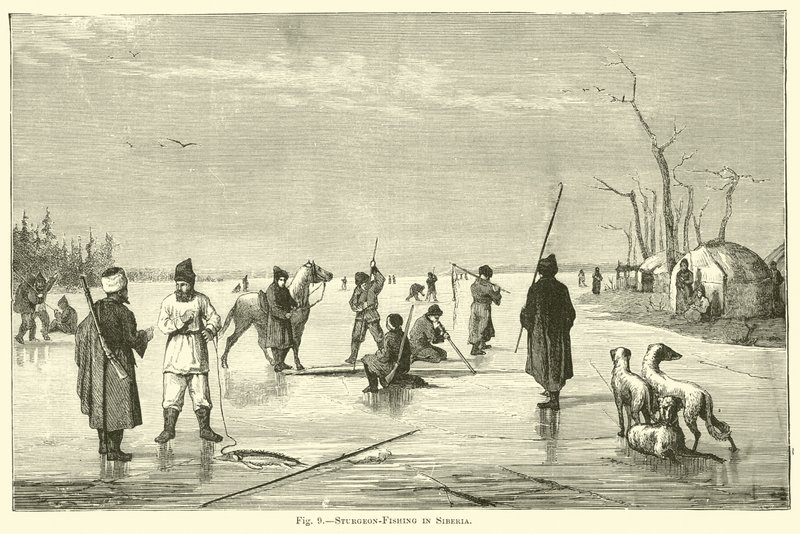 Pesca de esturjão na Sibéria de English School