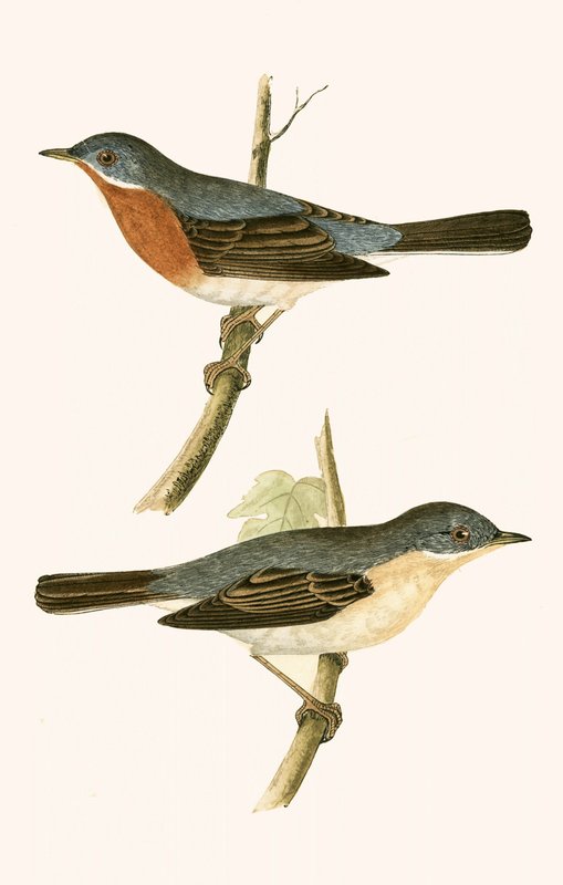 Sub Alpine Warbler, ilustração de "Uma História das Aves da Europa Não Observadas nas Ilhas Britânicas", de Charles Robert Bree (1811-1886), publicada em 1867 de English School
