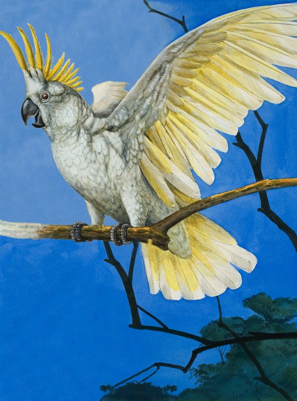 Cacatua-de-crista-de-crista de English School
