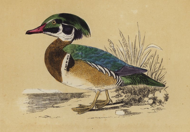 Pato de verão (litografia a cores) de English School