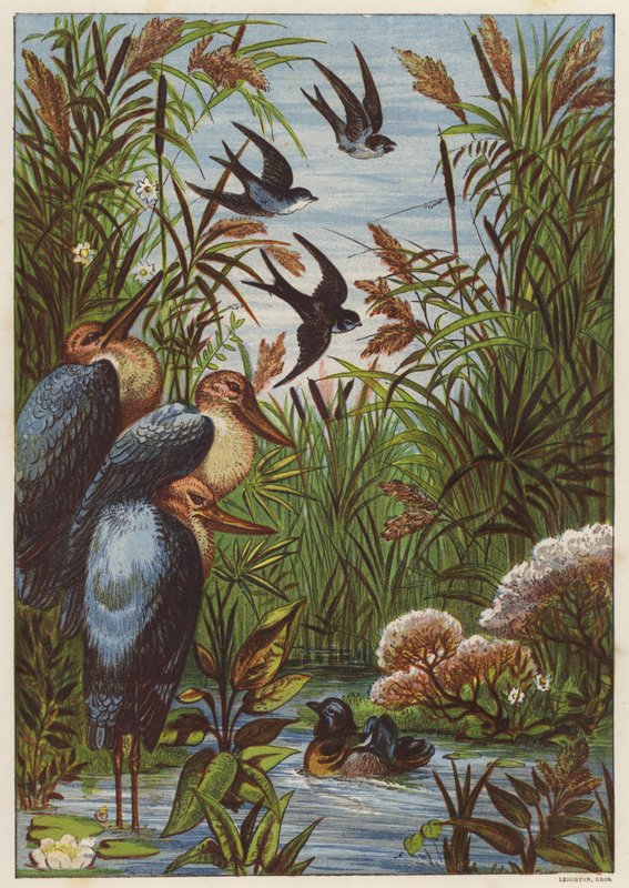 Manhã de verão com pássaros (lito colorido) de English School