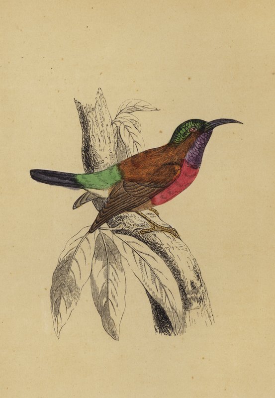 Sun Bird (cor litho) de English School