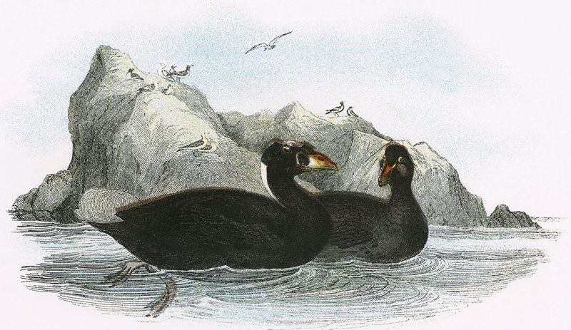 Surf Scoter de English School