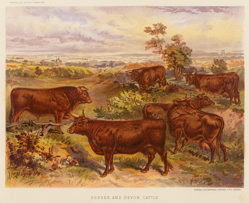 Gado de Sussex e Devon (litografia a cores) de English School
