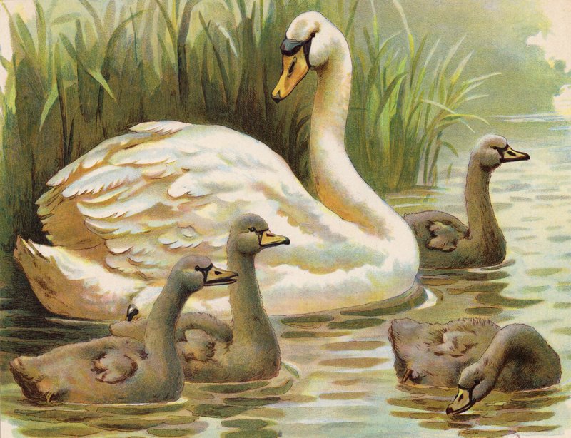 Cisne e crias (litografia a cores) de English School