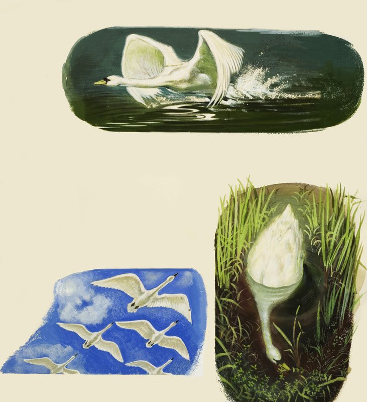 Cisnes de English School