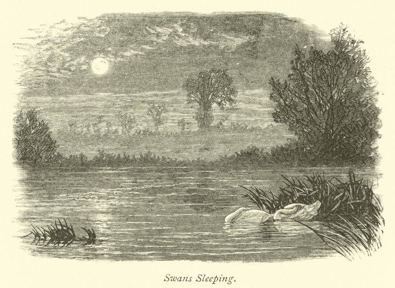 Cisnes dormindo de English School