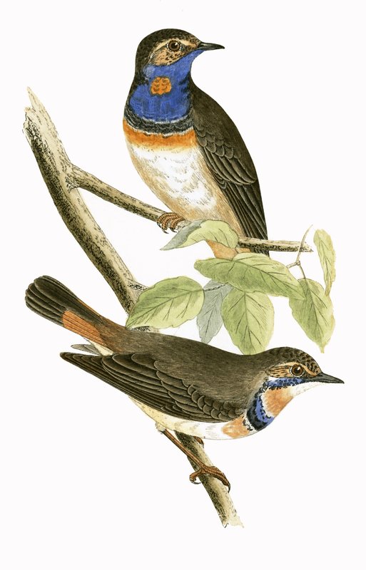 Toutinegra Throated sueco azul, ilustração de "uma história dos pássaros de Europa não observados nas ilhas britânicas" por Charles Robert Bree (1811-86), publicado 1867 de English School