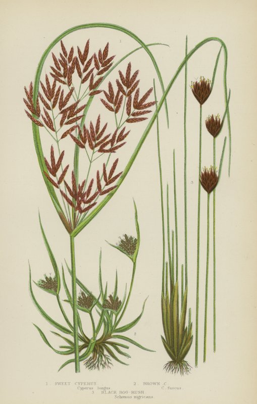 Sweet Cyperus, Brown Cyperus, Black Bog-Rush (cor litho) de English School