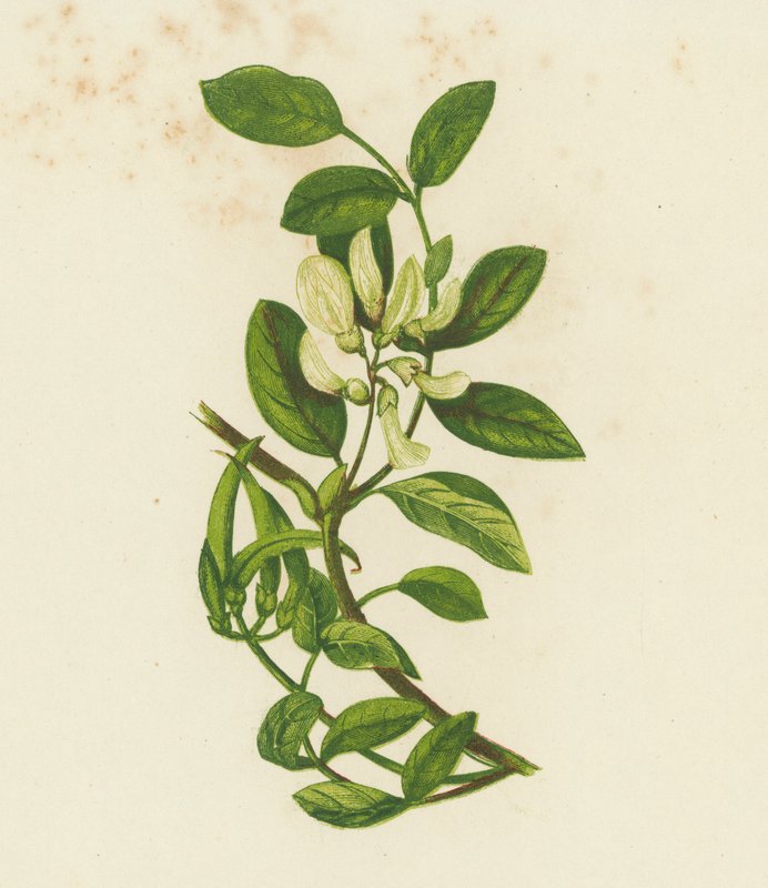 Ervilhaca de leite doce, Astragalus Glyciphyllus (litografia a cores) de English School