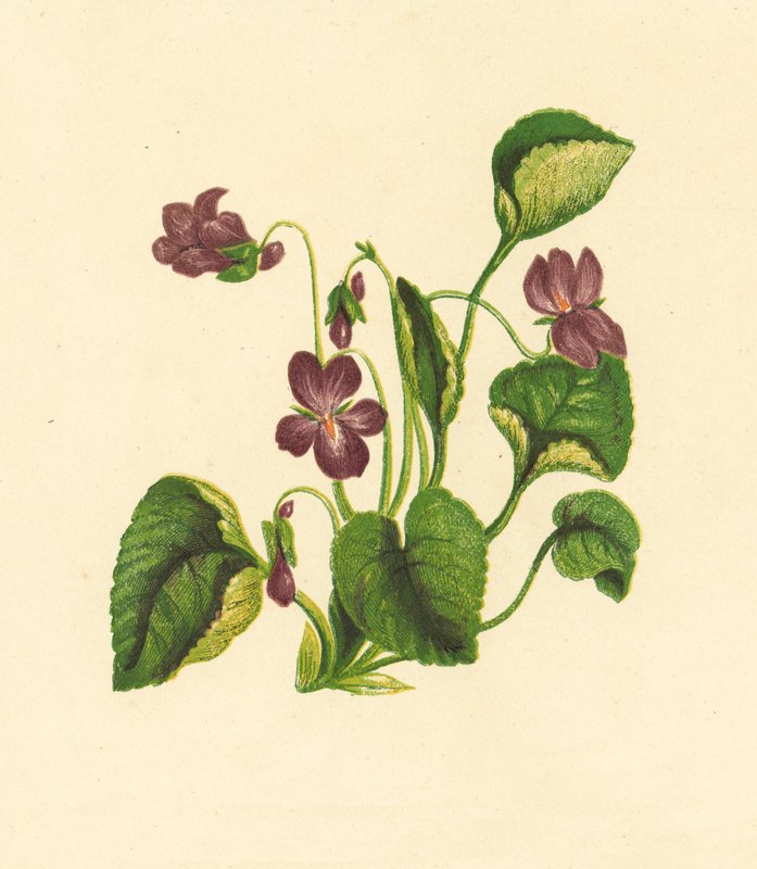 Violeta doce, Viola Odorata (litografia a cores) de English School