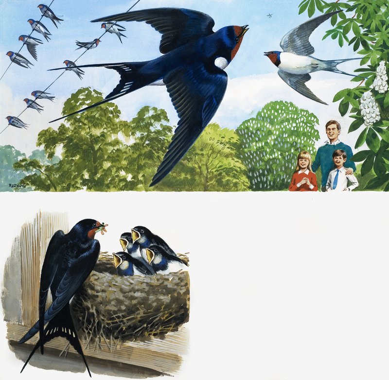 Swifts de English School