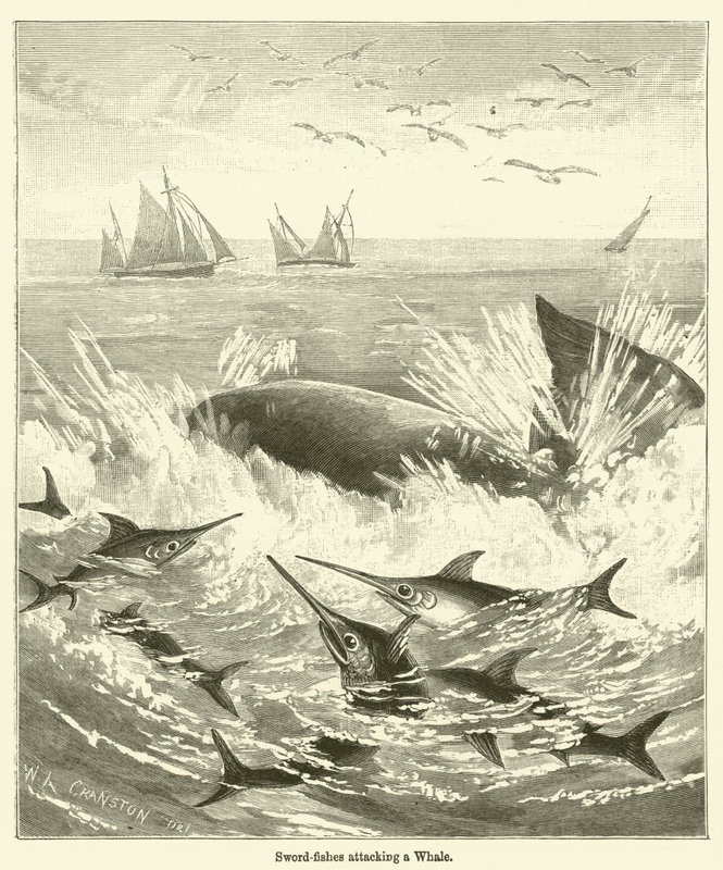 Peixes-espada atacando uma baleia (gravura) de English School