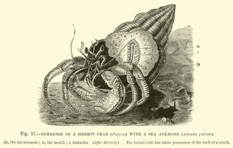 Simbiose de um caranguejo eremita (Pagurus) com uma anêmona, Adamsia palliata de English School
