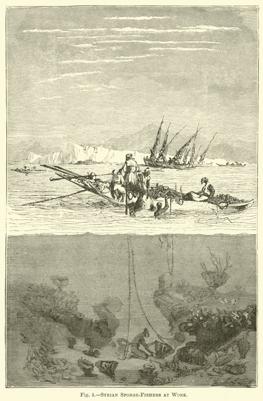 Esponja-pescadores sírios no trabalho de English School