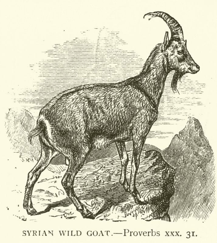 Cabra selvagem sírio, Provérbios, xxx, 31 (gravura) de English School