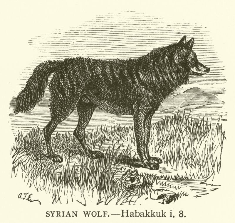 Lobo Sírio, Habakkuk, i, 8 (gravura) de English School