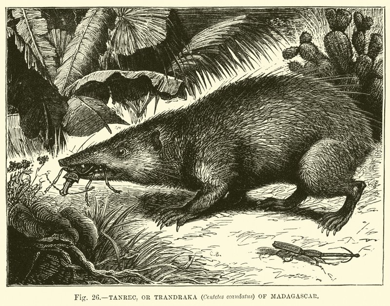 Tanrec, ou Trandraka (Centetes ecaudatus) de Madagascar de English School