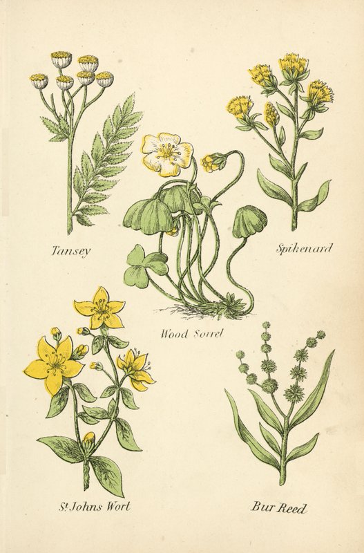 Tansey, Spikenard, Wood Sorrel, St Johns Wort, Bur Reed de English School