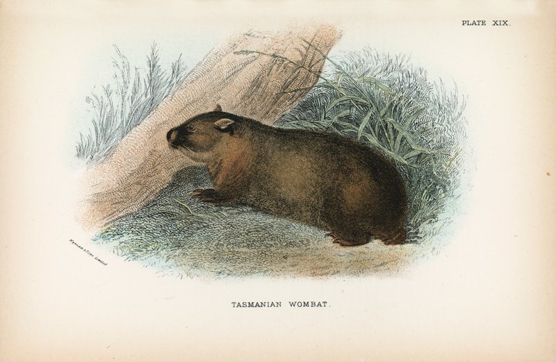Wombat da Tasmânia de English School