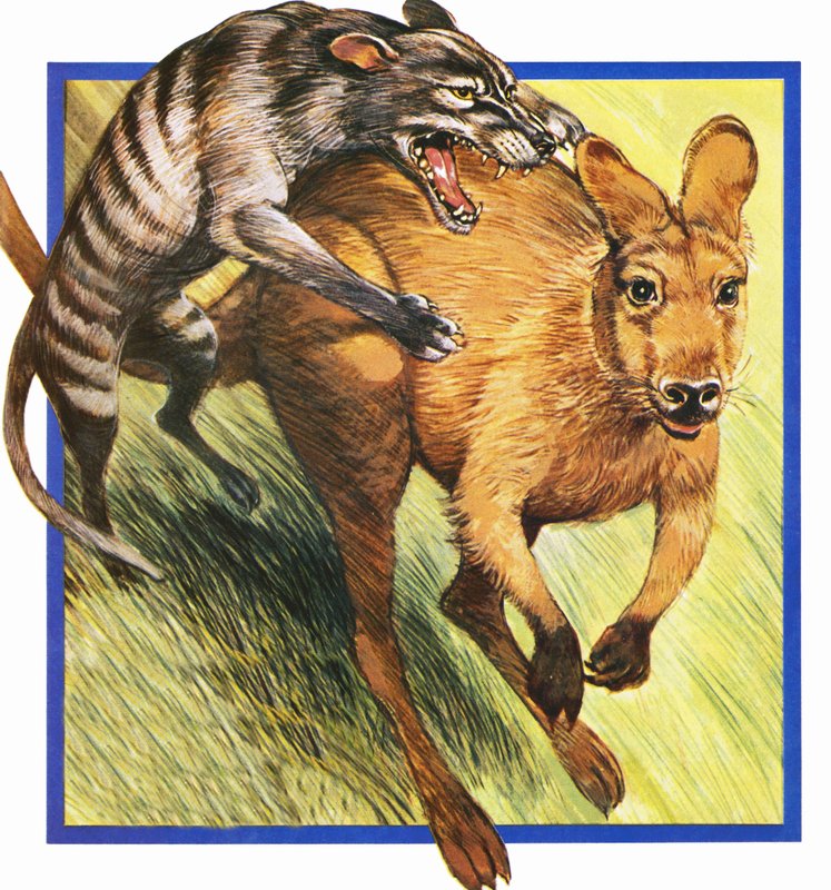 Lobo da Tasmânia, atacando um canguru de English School