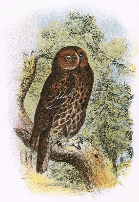 Tawny Owl de English School