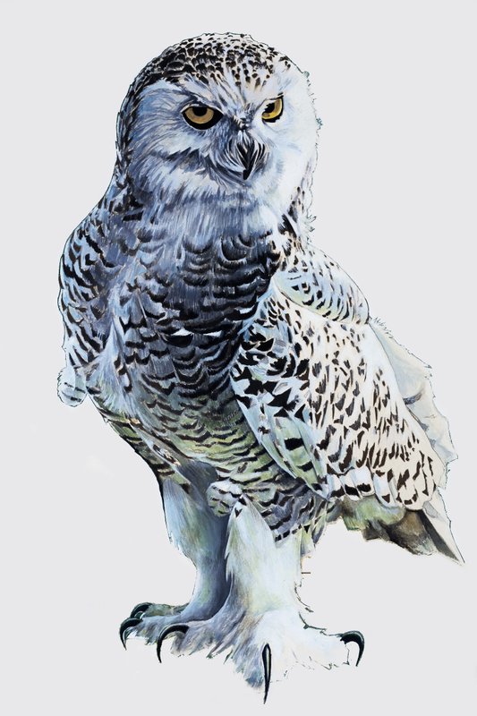 Tawny Owl de English School