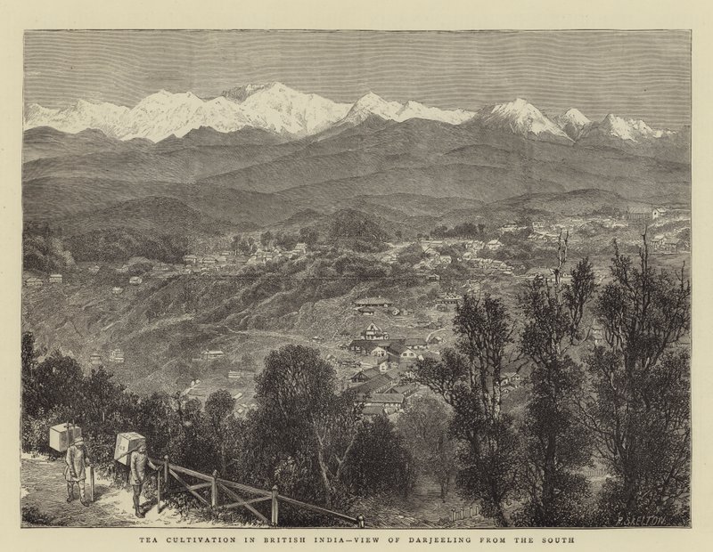 Cultivo do Chá na Índia Britânica, Vista de Darjeeling do Sul (gravura) de English School