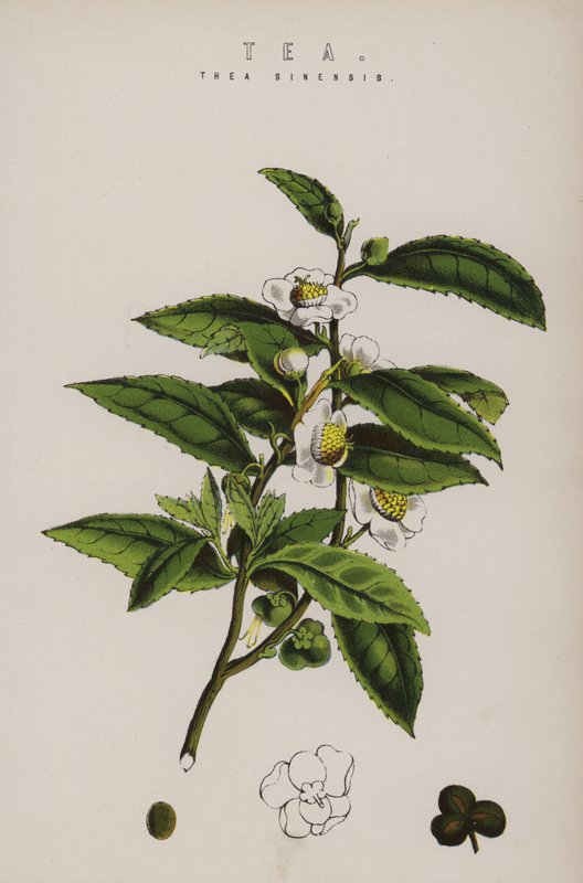 Planta de chá de English School