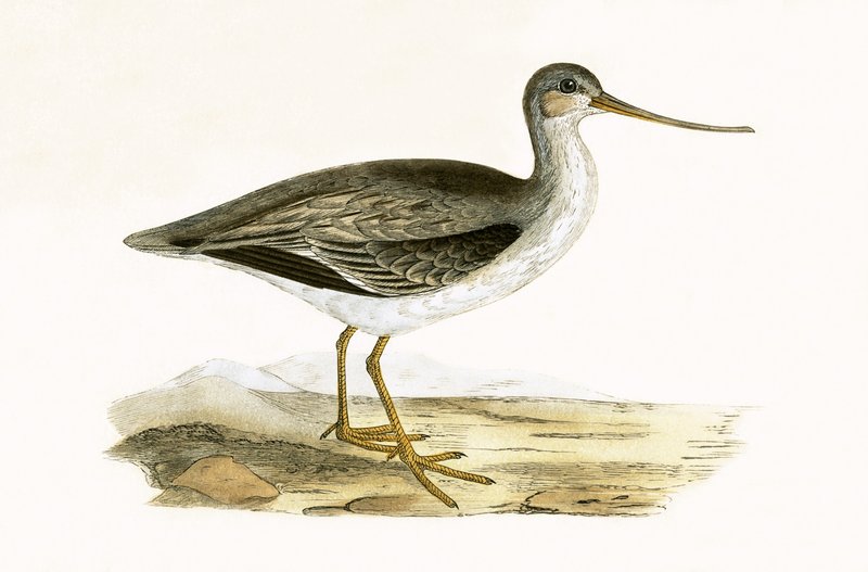 Terek Godwit, ilustração de "Uma História das Aves da Europa Não Observadas nas Ilhas Britânicas", de Charles Robert Bree (1811-1886), publicada em 1867 de English School