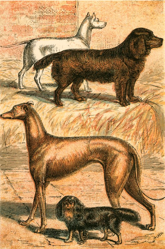 Terrier, Spaniel, Greyhound e Spaniel do rei Charle de English School