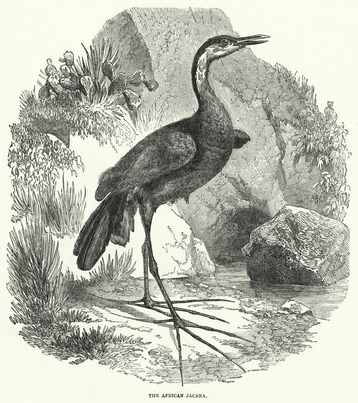 A jacana africana (gravura) de English School