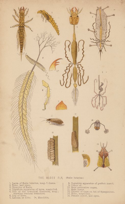 A mosca do amieiro, Sialis lutarius (litografia) de English School