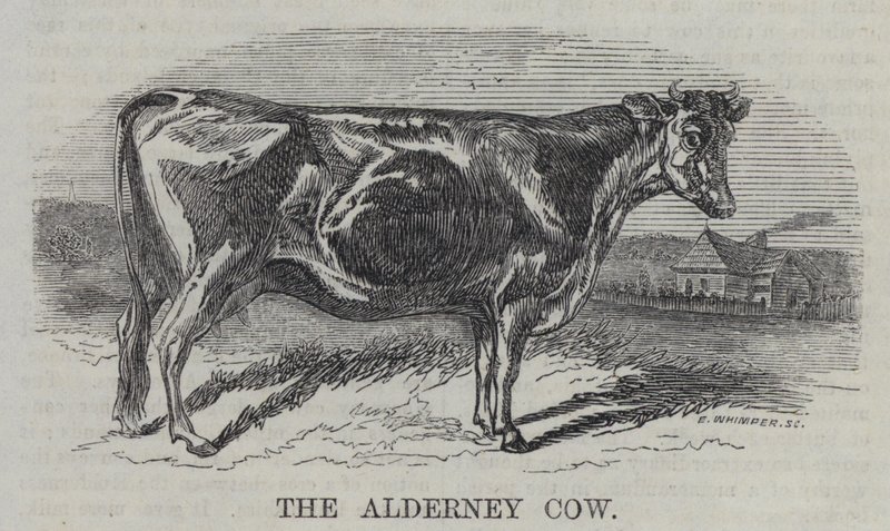 A Vaca de Alderney (gravura) de English School