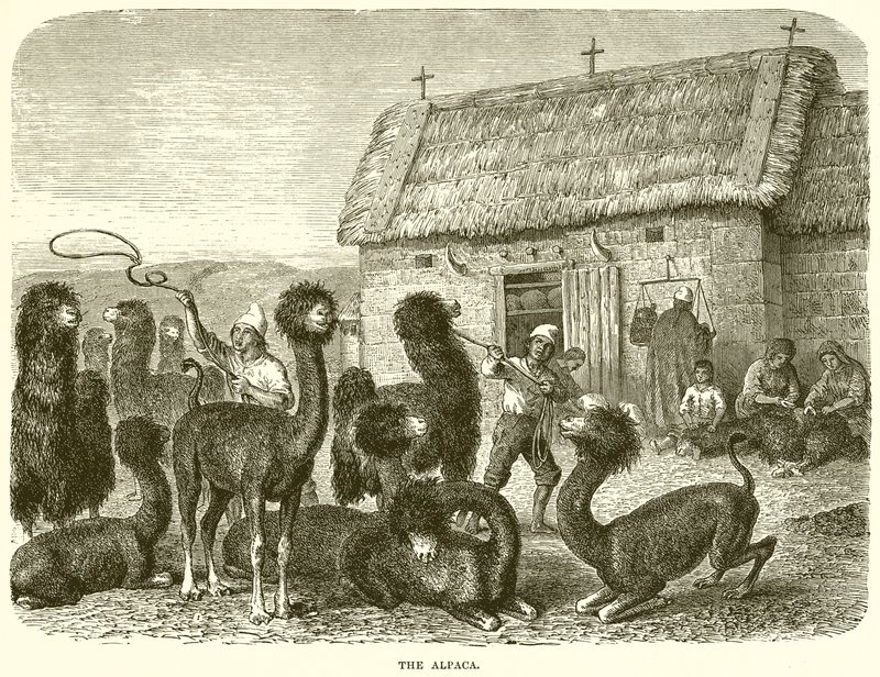 A alpaca de English School