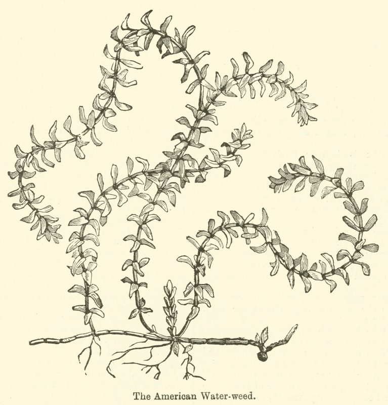 A Alga-d