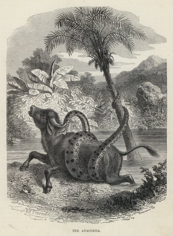 A Anaconda (gravura) de English School