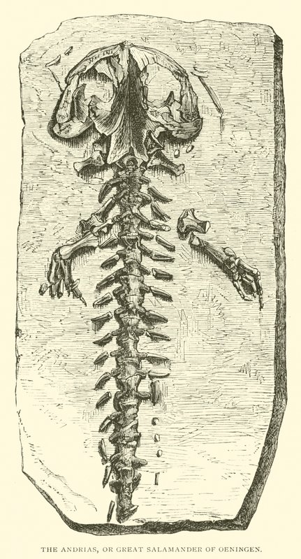 As Andrias, ou Grande Salamandra de Oeningen (gravura) de English School