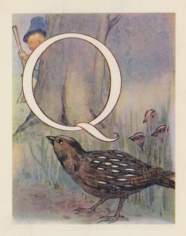O ABC dos animais: Letra Q, codorniz (litografia a cores) de English School