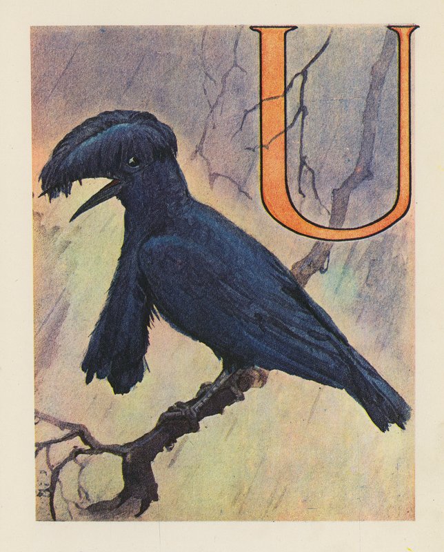 O ABC dos animais: Letra U, pássaro guarda-chuva (litografia a cores) de English School