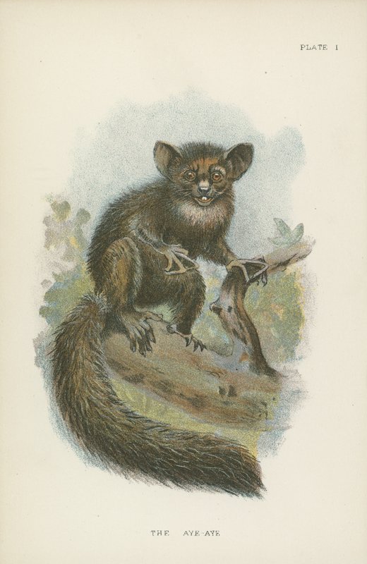 O Aye-Aye de English School