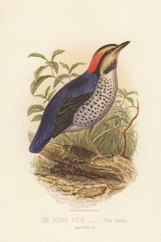 O Azure Pitta, Pitta Cyanea (cor litho) de English School
