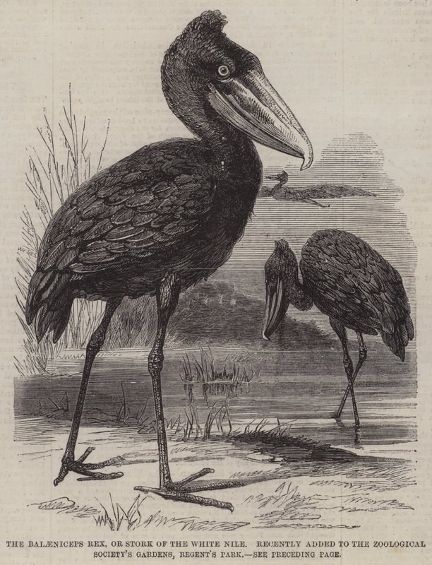 O Balaeniceps rex, ou Stork of the White Nile, recentemente adicionado ao Zoological Society