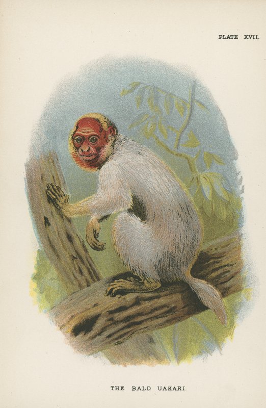 O Uakari careca de English School