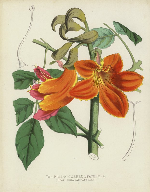 O Spathodea Sino-Florescido, Spathodea Campanulata de English School