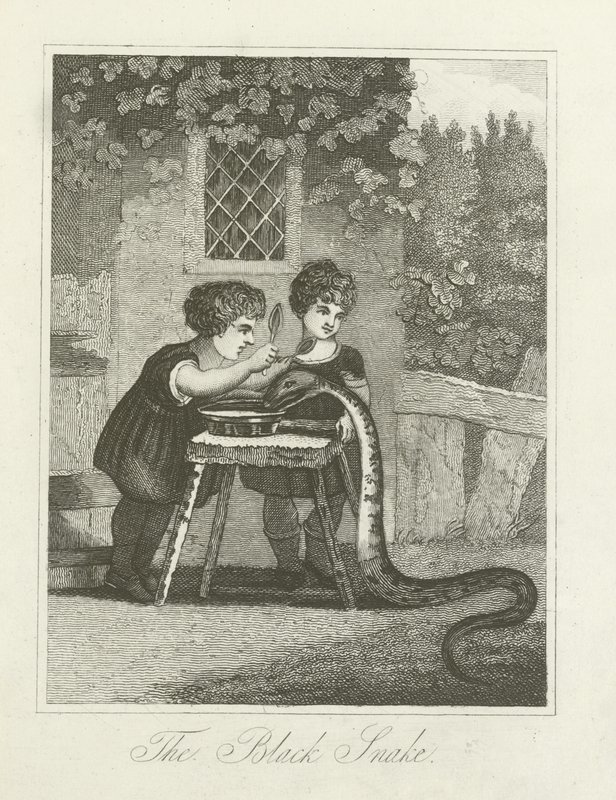 A cobra negra de English School
